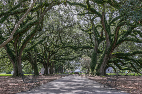 Oak Alley Plantation, Road Trip the USA by Camille Massida Photography
